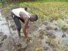 <p>Arbeit auf der Reisfarm</p>