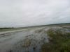 <p>Überschwemmung auf der Reisfarm</p>