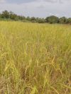 Blick auf die Reisfarm, kurz vor der Ernte